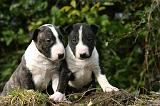 BULL TERRIER MINIATURE 277